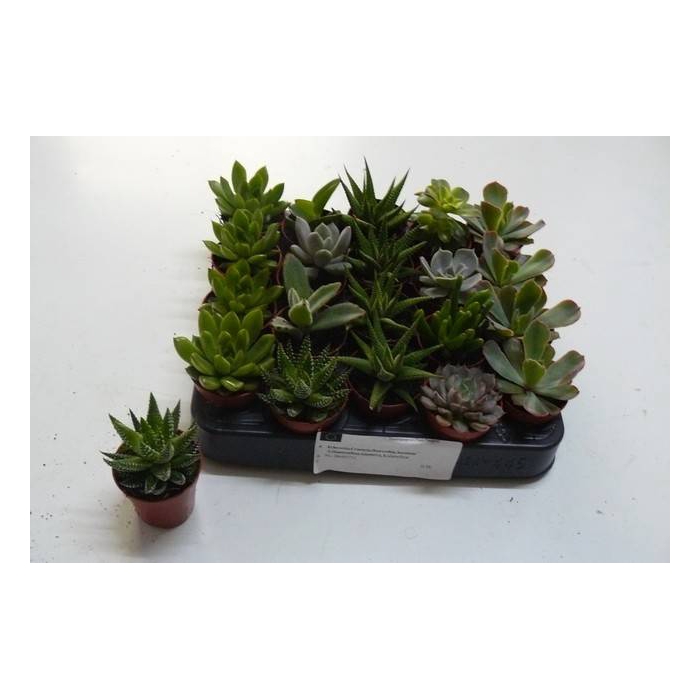 <h4>Succ Gem 6 Srt</h4>