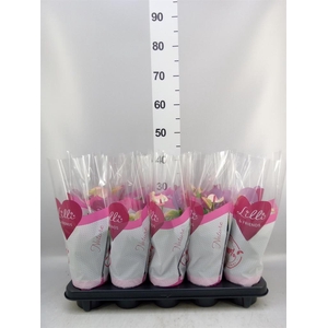 ANTHURIUM  'MATATA' 9+ CLOCK BUY