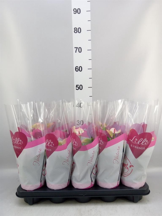 <h4>ANTHURIUM  'MATATA' 9+ CLOCK BUY</h4>