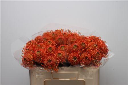 <h4>Leuco Sunrise</h4>