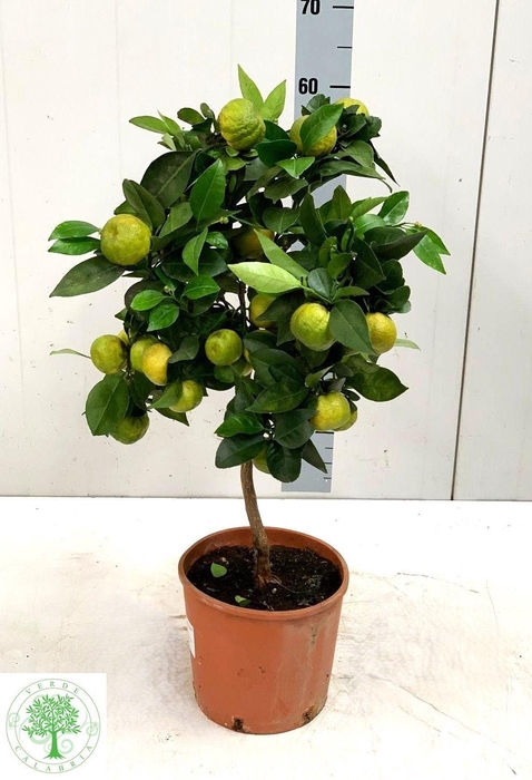 <h4>CITR LI PURSHA</h4>