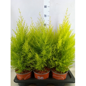 Cupressus macro. 'Goldcrest Wilma'