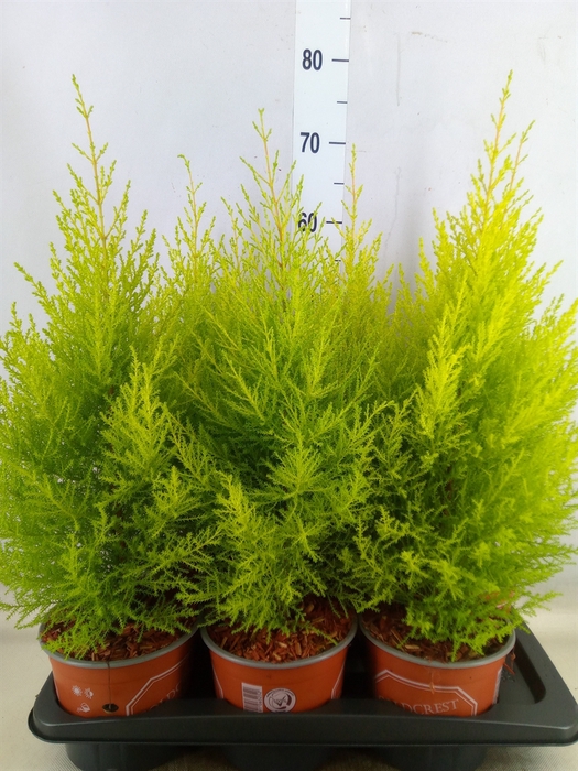 <h4>Cupressus macro. 'Goldcrest Wilma'</h4>