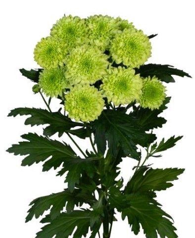 <h4>CHR T PITCH</h4>