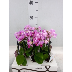 Phalaenopsis   ...mini