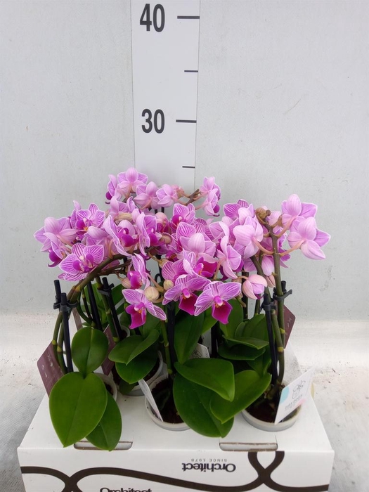 <h4>Phalaenopsis ...mini</h4>
