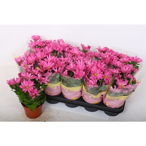 CHRYS JACKSON PURPLE