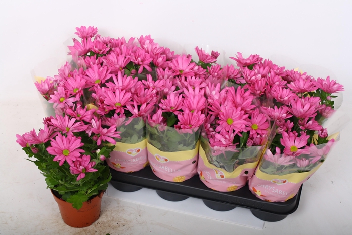 <h4>CHRYS JACKSON PURPLE</h4>