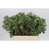 Pittosporum Ilan