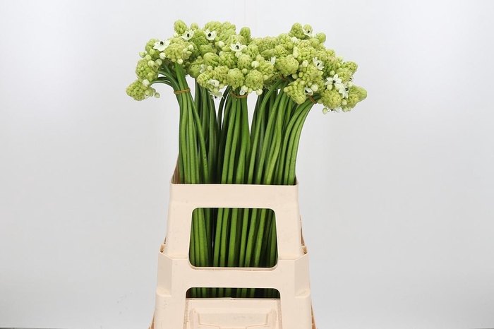 <h4>Ornit Saundersiae</h4>