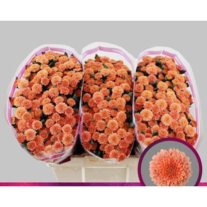 Chr San Miller Smokey Zentoo