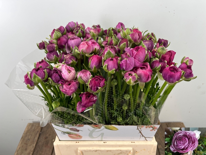 <h4>RAN AM PURPLE JEAN</h4>