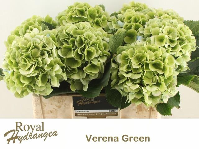 <h4>HYDR M CH VERE BL CL</h4>