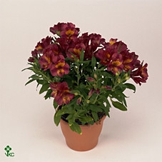 Alstroemeria Colorita Red