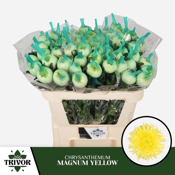 <h4>Chr g Magnum Yellow</h4>