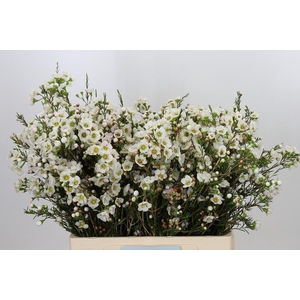 Chamelaucium Rhiannon