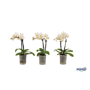 Phal Tiny Dolls Wit 2T12+ Aqu@