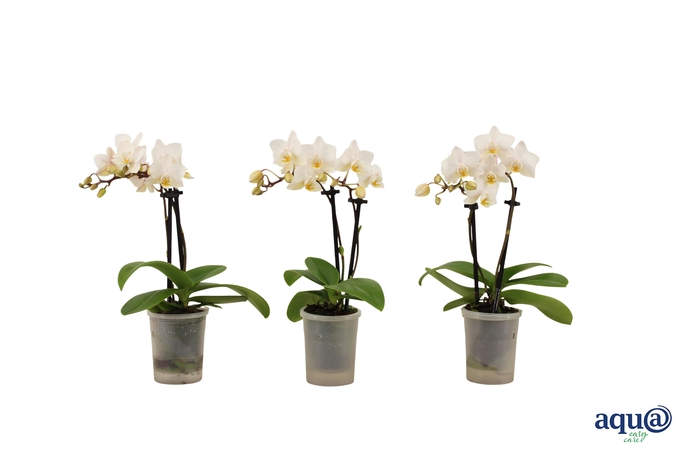 <h4>Phal Tiny Dolls Wit 2T12+ Aqu@</h4>