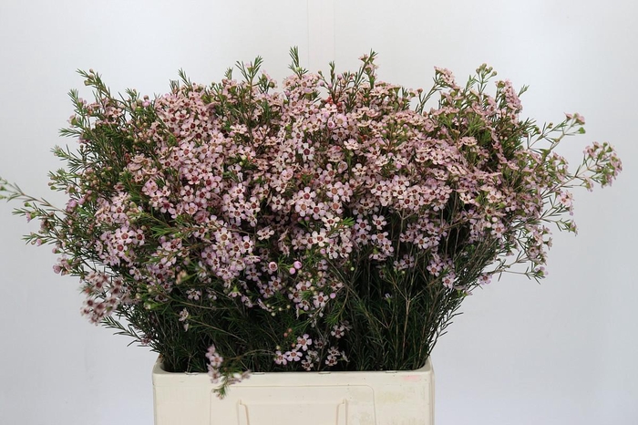 <h4>CHAME UN PINK DREAM</h4>