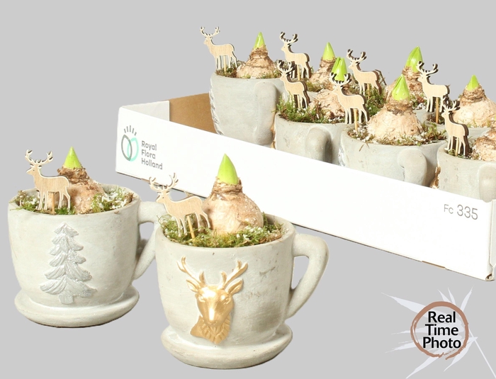 <h4>ARR HYACINTH</h4>