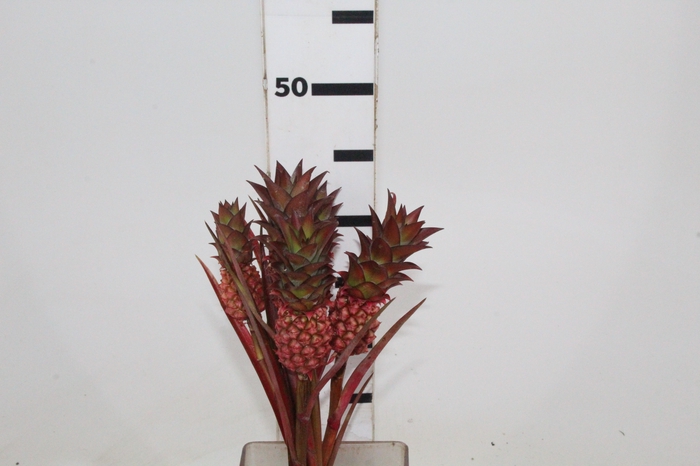 <h4>ANANAS VERMELHO</h4>