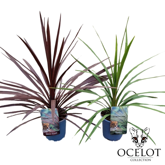 <h4>Cordyline 'Basic Mix' C2</h4>
