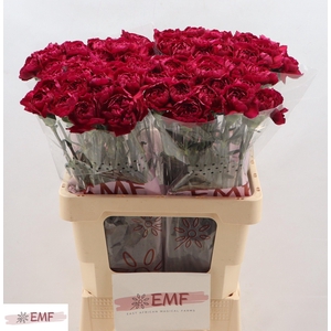 DI ST PURPLE DAMASCU