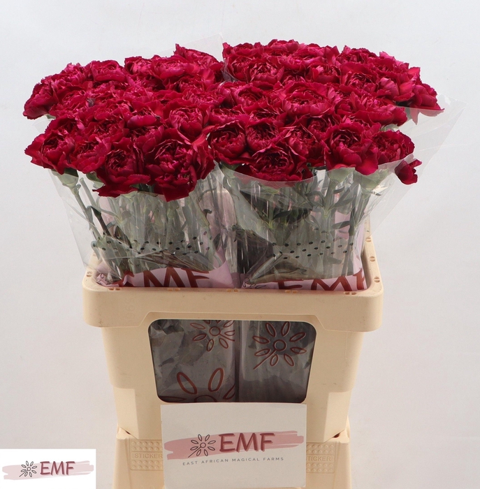 <h4>DI ST PURPLE DAMASCU</h4>