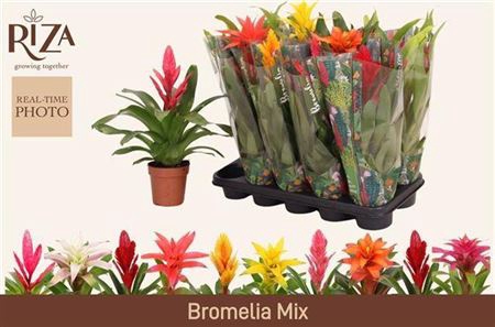 <h4>Bromelia Gem 6 Srt</h4>