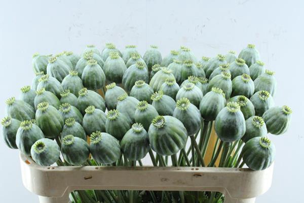 <h4>Papaver Bowl Bal X80</h4>