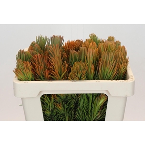 Kaaps Groen Retzia Carpensis