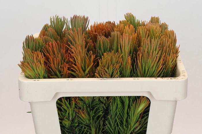 <h4>Kaaps Groen Retzia Carpensis</h4>