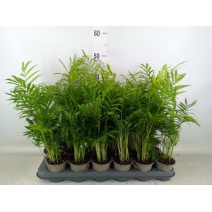 Chamaedorea elegans