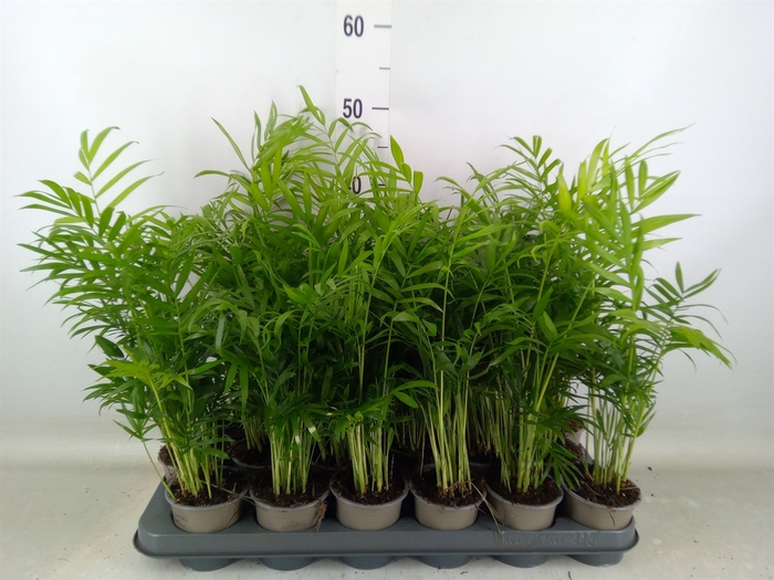 <h4>Chamaedorea elegans</h4>