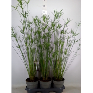 Cyperus alternifolius