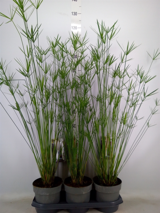 <h4>Cyperus alternifolius</h4>