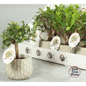 BONSAI GEM
