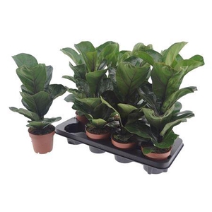Ficus Lyrata Bambino