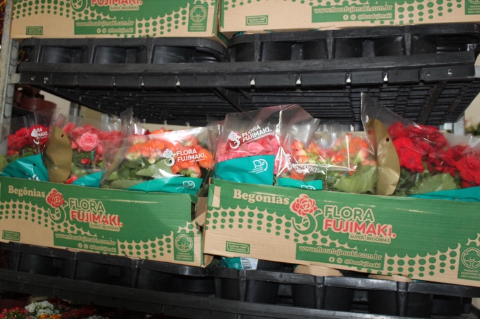 <h4>BEGONIA P15</h4>