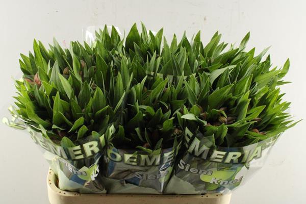 <h4>Alstr Estee (zalm)</h4>