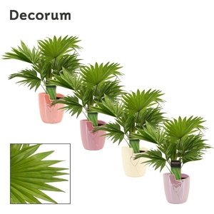 Livistona Rotundifolia 12 cm in Joa (Special moods-collection)
