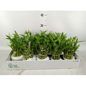 Dracaena sand. 'Lucky Bamboo' ..pyr