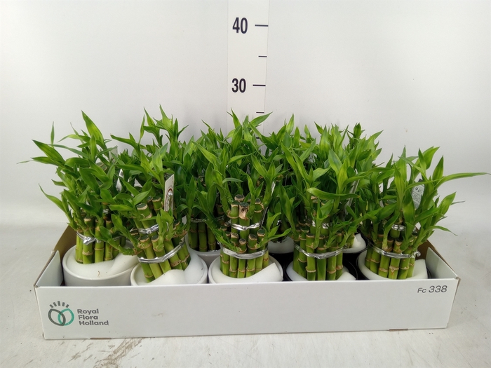 <h4>Dracaena sand. 'Lucky Bamboo' ..pyr</h4>