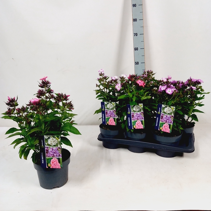 <h4>PHLOX PANICUL GRP OV</h4>