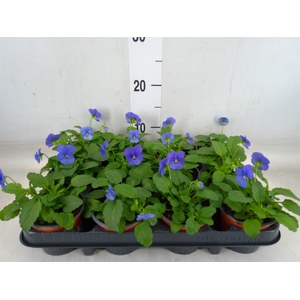 Viola corn. 'Evo Mini True Blue'