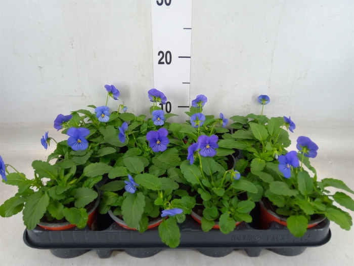 <h4>Viola corn. 'Evo Mini True Blue'</h4>