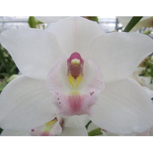 CYMB T DOS PUEBLOS x8