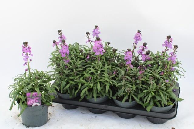 <h4>ERYS BOWLES MAUVE</h4>