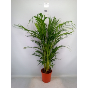 Dypsis lutescens   ...Chrysalidoca