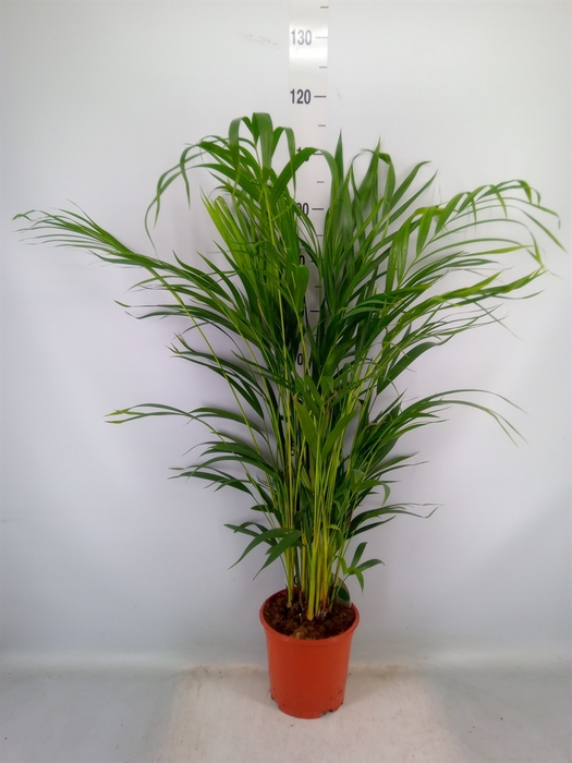 <h4>Dypsis lutescens   ...Chrysalidoca</h4>